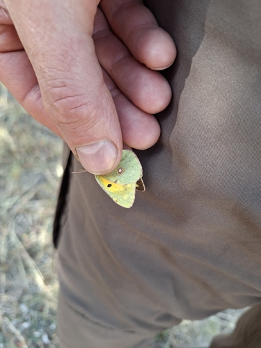 Clouded Yellow