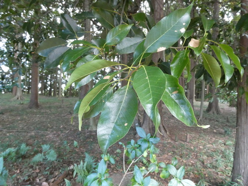 Quercus acuta observed 2026-10-07