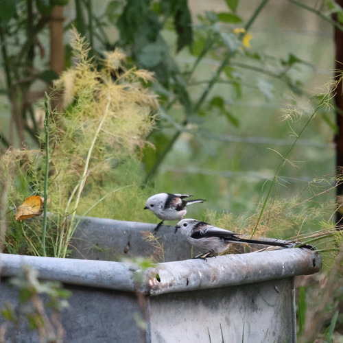 Long-tailed Tit