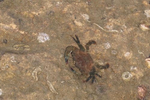 Thalamita crenata observed 2026-10-07