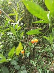 Solanum pseudocapsicum