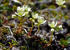 Saxifraga bronchialis funstonii
