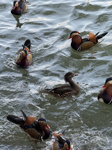 Mandarin Duck