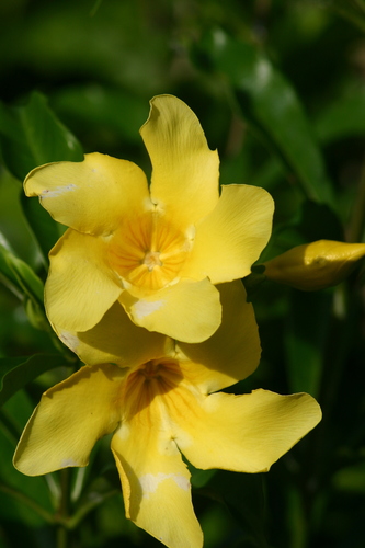 Allamanda cathartica image