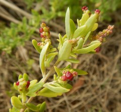 Rhagodia candolleana