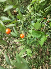 Solanum pseudocapsicum