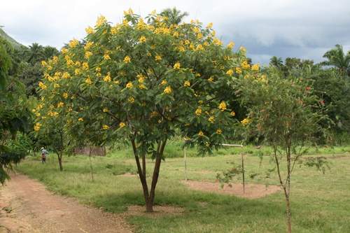 whitebark senna