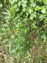 Solanum pseudocapsicum