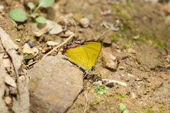 Heliophorus