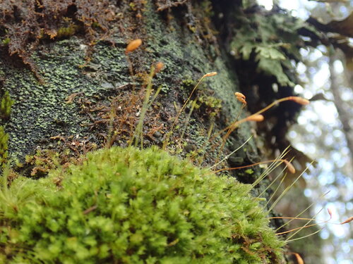 Leptostomum inclinans observed 2026-09-29