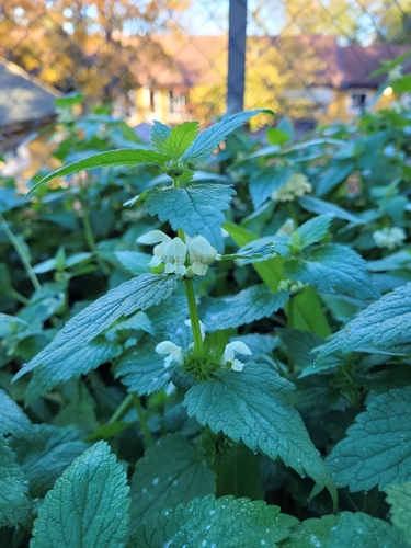 White deadnettle