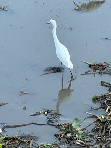 Eastern Cattle-Egret