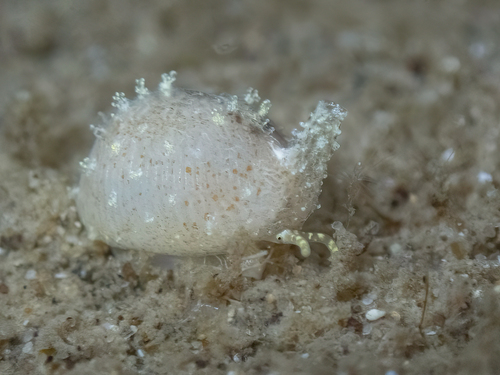 Trivirostra oryza observed 2026-10-06
