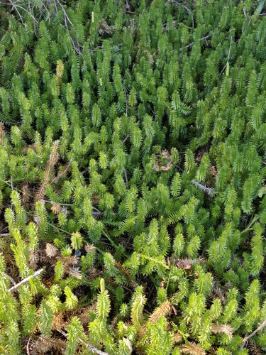 interrupted clubmoss