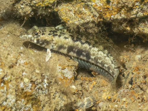Parapercis australis observed 2026-10-06