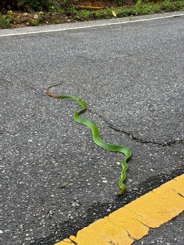 Gonyosoma oxycephalum observed 2026-10-06