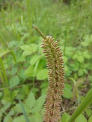 Equisetum pratense image