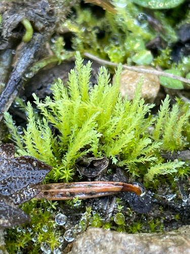 Pohlia wahlenbergii observed 2026-10-06