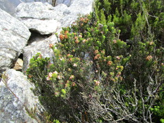 Erica stylaris