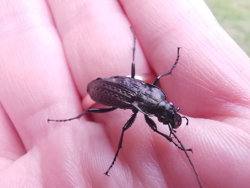 Granulated Ground Beetle