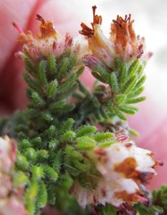 Erica stylaris