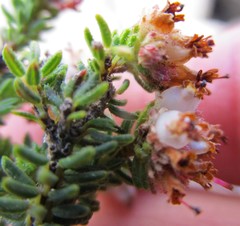 Erica stylaris