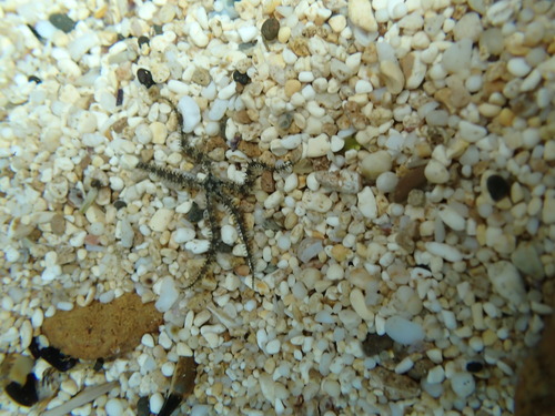 Ophiocoma, 2026-10-04