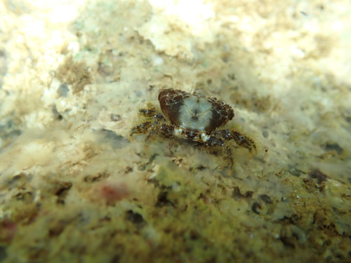 Paraxanthias notatus observed 2026-10-04