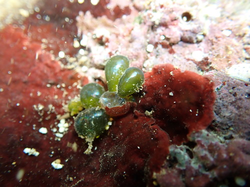 Valonia ventricosa observed 2026-10-04