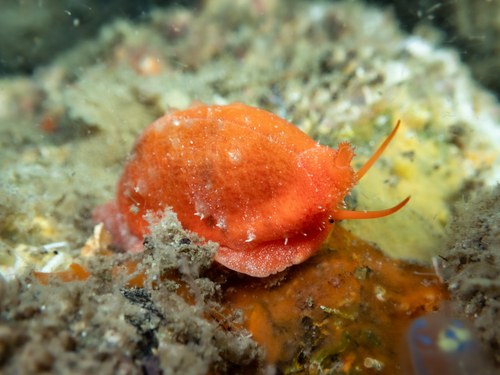 Cypraea teres observed 2026-10-07