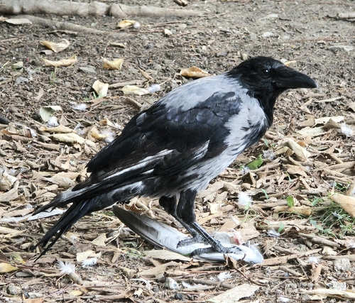 Hooded Crow