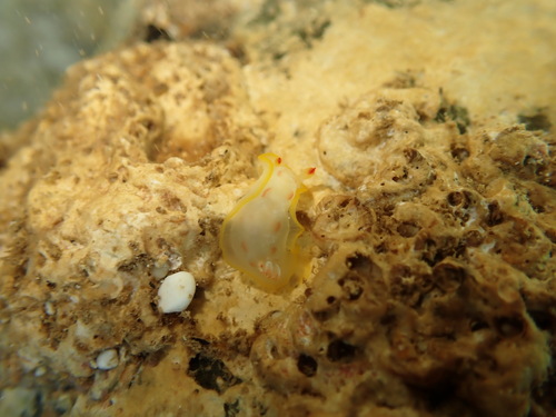Hexabranchus observed 2026-10-04