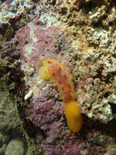 Hexabranchus observed 2026-10-04