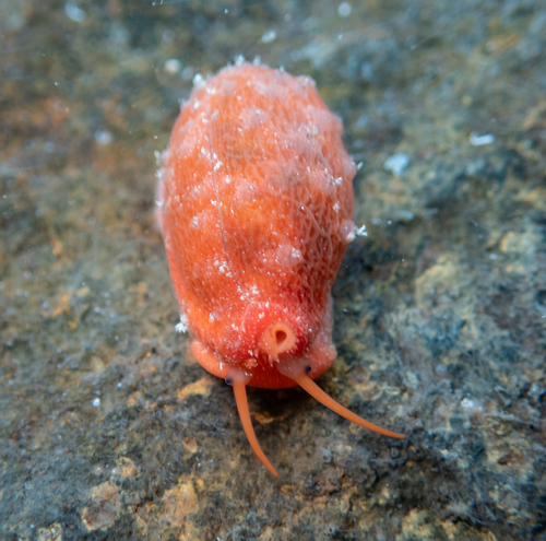 Cypraea teres observed 2026-10-07