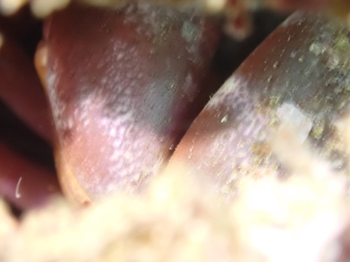 Carpilius convexus observed 2026-10-04