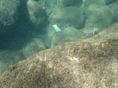 Thalassoma trilobatum, 2026-10-04