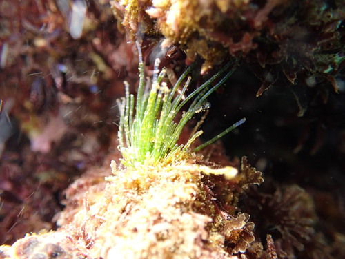 Chaetomorpha antennina observed 2026-10-04