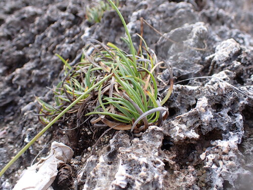 Fimbristylis cymosa observed 2026-10-04