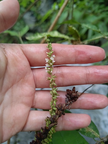 Buddleja asiatica observed 2026-10-06