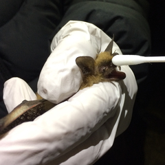 Myotis thysanodes