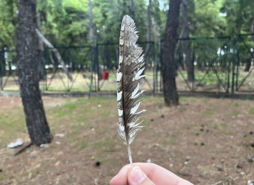 iNaturalist image