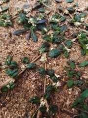 Gossypianthus lanuginosus