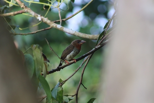 Caloramphus fuliginosus observed 2026-09-30
