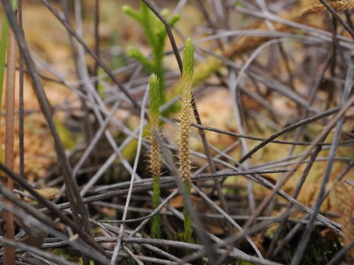 Brownseya serpentina, 2026-10-03