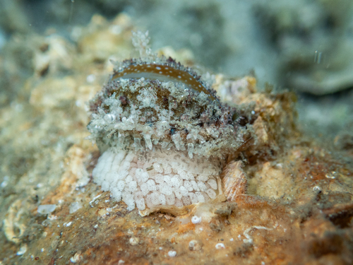 Lined-lip Cowrie