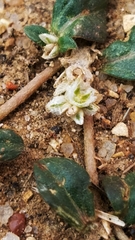 Gossypianthus lanuginosus