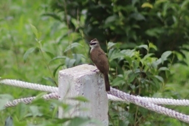 Yellow-vented Bulbul