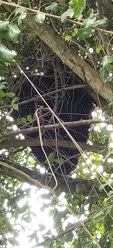 Giant Honey Bee