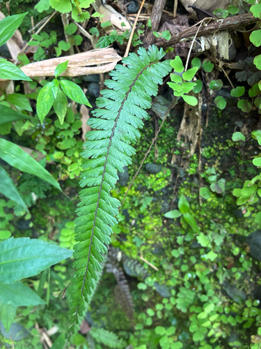 Adiantum caudatum observed 2026-10-07