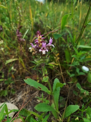 Brazoria truncata var. truncata